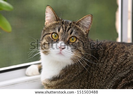 Striped, gray cat with yellow eyes sitting on the window