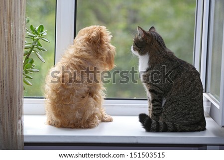 Striped, Gray Cat And Dog Sitting On The Window