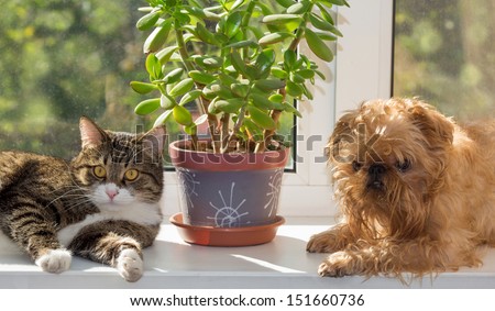 Cat and dog on the window bask in the sunshine