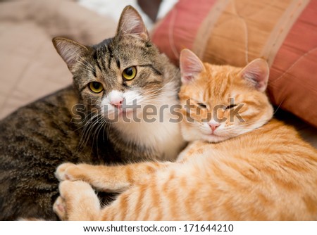 Friendship of the two striped cats, orange and grey