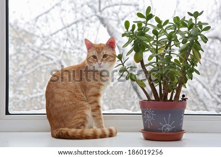 Orange cat sitting in the window, through the glass winter and snow
