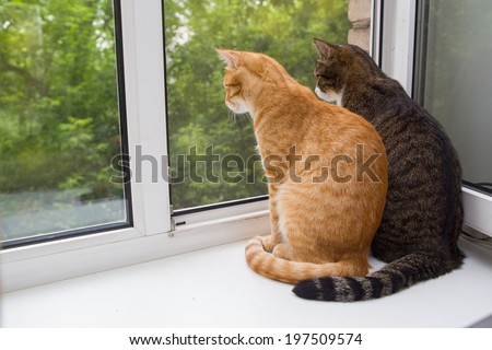 Red and grey cat sitting on the window sill