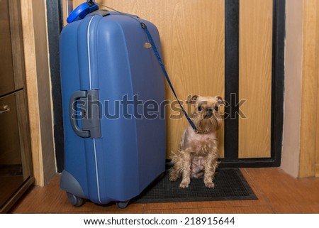 Small dog and a large suitcase at the exit