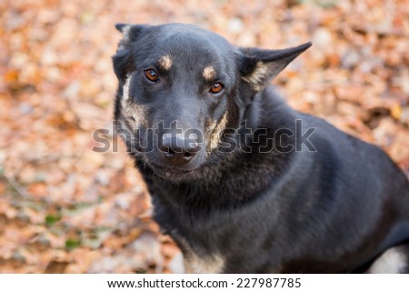Stray big dog in the autumn forest
