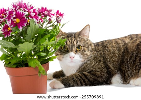 Grey Cat And A Bouquet Of Chrysanthemums, Isolated On White Stock 