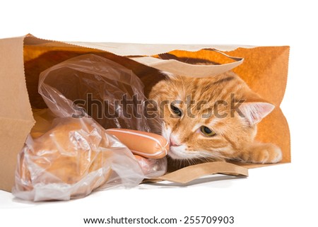 Red cat in a paper bag with the food, isolated