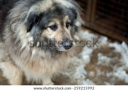 Large dog on the background of the cells shelter for homeless animals