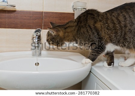 Grey cat interesting water from the faucet in the sink