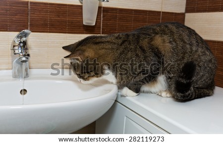Grey cat interes water from the faucet in the sink