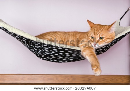 Happy ginger cat lying in a fur hammock