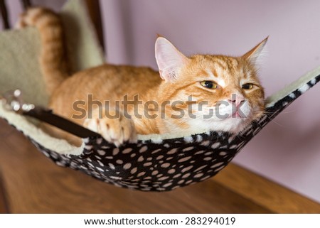 Happy ginger cat lying in a fur hammock