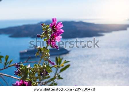 Beautiful flower above the sea in Santorini, Greece