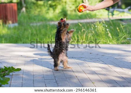 Puppy Yorkshire Terrier plays and asked for the ball standing on its hind legs.