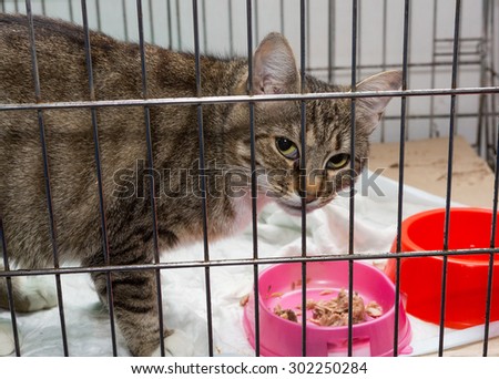 Beautiful gray cat is sad caged animal shelter