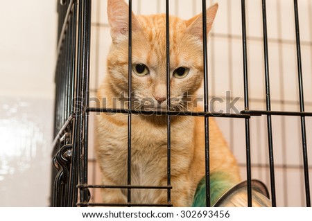 Beautiful orange cat is sad caged animal shelter