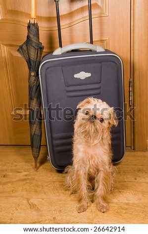 The dog sits near to a green suitcase and an umbrella, behind closed door.