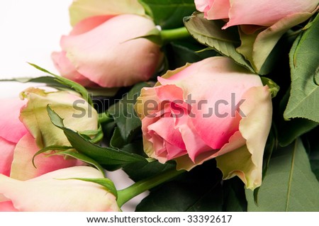 The big bouquet of beautiful roses on white a background