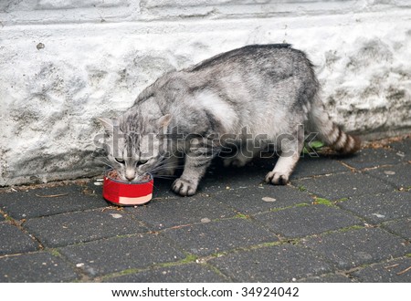 The street hungry cat of grey color eats a cat-like feed