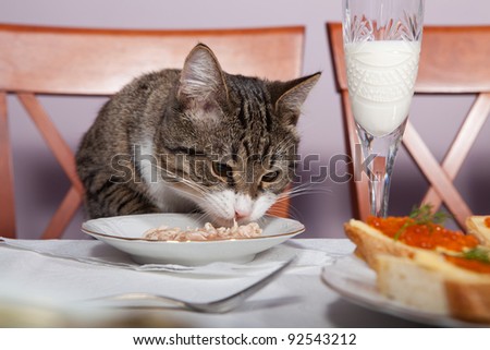 The cat is sitting at the table and eats with plates
