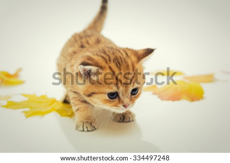 Small kitten  the British breed, red marble color and dry leaves,. The age of one month.