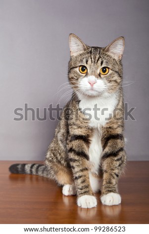 Domestic tabby, gray cat  on the table