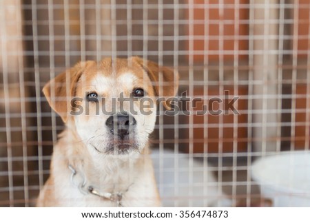 Little puppy locked in the cage.