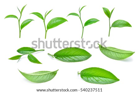 set of green tea leaves isolated on white background