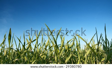 Green grass and a clear blue sky in the spring day