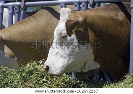 Cows are feeding, simmental breed on livestock fair