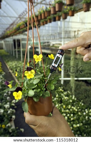 Greenhouse with plants. Gardener is measuring a  soil temperature