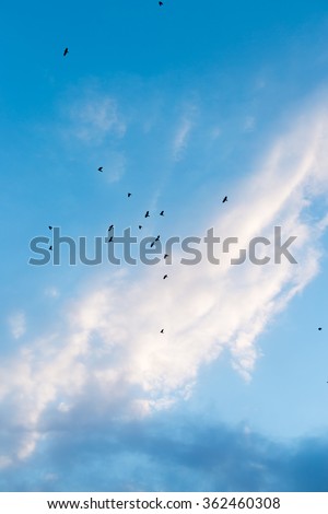Small flock of birds amongst blue skies and clouds