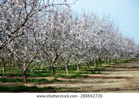 Orchard in the Springtime