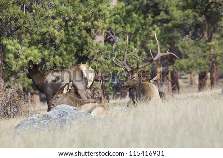 Bull Elk Bedded With Cows During the Fall Rut