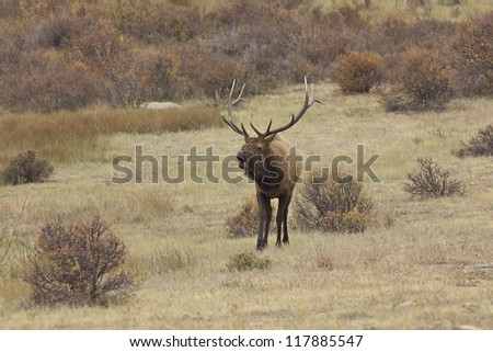 Bull Elk in a Meadow During the Fall Rut