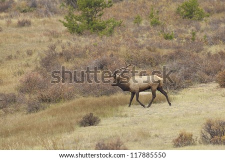 Bull Elk in a Meadow During the Fall Rut