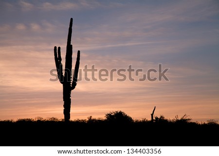 Saguaro Cactus Silhouetted in Sunrise
