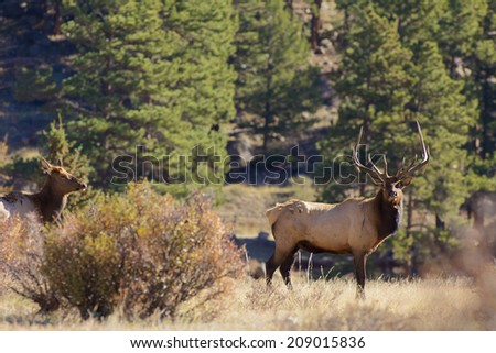 Bull and Cow Elk in Fall Rut