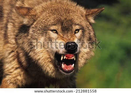 Snarling Grey Wolf Snarling Grey Wolf