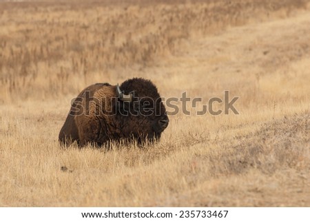 Bison on the Prairie