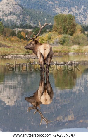 Bull Elk Reflected in Lake