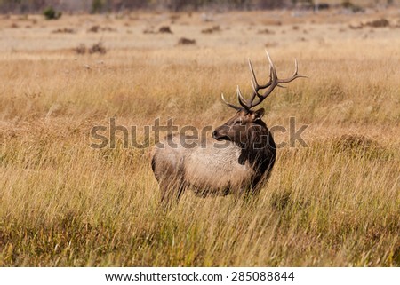Bull Elk in the Rut