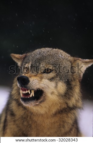 Snarling Gray Wolf