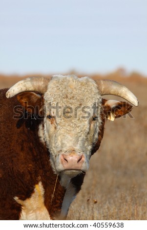 Hereford Bull Portrait