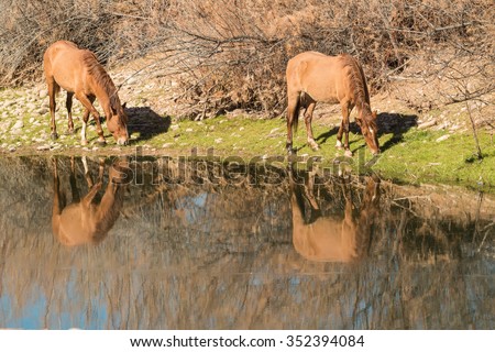 Wild Horses Along the Salt River Near Phoenix Arizona