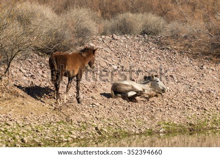 Salt River Wild Horse Mare and Foal