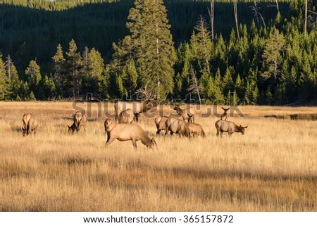 Elk Herd in the Fall Rut