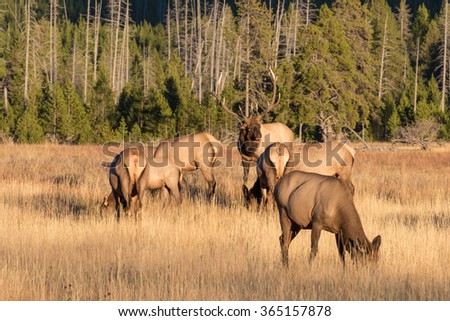 Elk Herd in the Fall Rut