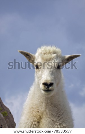 Baby Mountain Goat Portrait