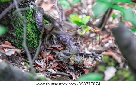 wild snake on the forest