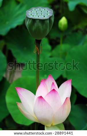 Lotus flower in full bloom and lotus cup in Nara, Japan, symbolizing existence and void.